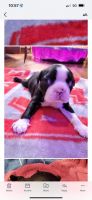 Boston Terrier Puppies for sale in Shreve, OH 44676, USA. price: NA