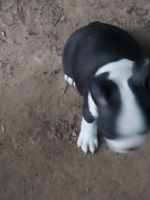 Boston Terrier Puppies for sale in Round O, SC 29474, USA. price: NA