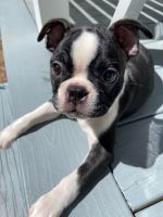Boston Terrier Puppies for sale in Inlet Beach, FL 32413, USA. price: NA