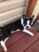 Boston Terrier Puppies for sale in Elmwood Park, NJ, USA. price: NA