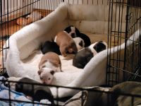 Boston Terrier Puppies for sale in Garfield, GA 30425, USA. price: NA
