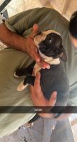 Boston Terrier Puppies for sale in Phoenix, AZ 85009, USA. price: NA
