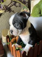 Boston Terrier Puppies for sale in San Antonio, TX 78250, USA. price: NA