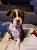 Boston Terrier Puppies Photos