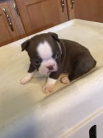 Boston Terrier Puppies for sale in Salem, MO 65560, USA. price: NA