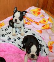 Boston Terrier Puppies for sale in 4395 S 2675 W, Roy, UT 84067, USA. price: NA