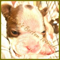Boston Terrier Puppies for sale in Galliano, LA, USA. price: NA