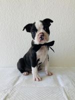 Boston Terrier Puppies for sale in San Antonio, TX, USA. price: NA