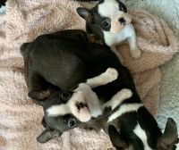 Boston Terrier Puppies for sale in Yadkinville, NC 27055, USA. price: NA