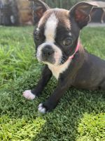 Boston Terrier Puppies for sale in Riverside, CA 92509, USA. price: NA