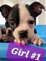 Boston Terrier Puppies for sale in 7975 Appleblossom Ln, Westminster, CO 80030, USA. price: NA