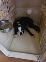 Boston Terrier Puppies for sale in Augusta, GA, USA. price: NA
