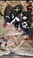 Boston Terrier Puppies for sale in Liberty, SC 29657, USA. price: NA