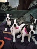 Boston Terrier Puppies for sale in Oceanside, CA 92058, USA. price: NA