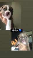 Boston Terrier Puppies for sale in Moreno Valley, CA, USA. price: NA