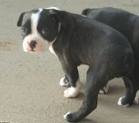 Boston Terrier Puppies for sale in Santa Cruz, CA, USA. price: NA