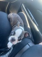 Boston Terrier Puppies for sale in 5718 Parkstone Drive, Matthews, NC 28104, USA. price: NA