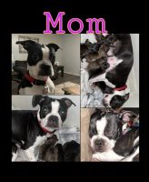 Boston Terrier Puppies for sale in Canton, TX 75103, USA. price: NA