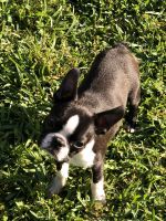 Boston Terrier Puppies for sale in Denham Springs, LA, USA. price: NA