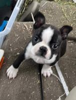 Boston Terrier Puppies for sale in Oakville, WA 98568, USA. price: NA