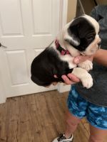 Boston Terrier Puppies for sale in Madisonville, TX 77864, USA. price: NA
