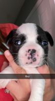 Boston Terrier Puppies for sale in Chattanooga, TN, USA. price: NA
