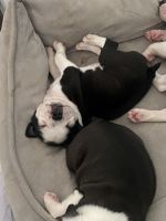 Boston Terrier Puppies for sale in Ocala, FL, USA. price: NA