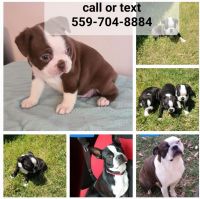 Boston Terrier Puppies for sale in Fresno, CA, USA. price: NA