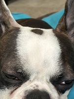 Boston Terrier Puppies for sale in 11710 NW 28th Ave, Vancouver, WA 98685, USA. price: NA