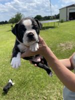 Boston Terrier Puppies for sale in Madisonville, TX 77864, USA. price: NA