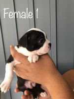 Boston Terrier Puppies for sale in Pensacola, FL, USA. price: NA