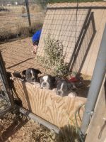 Boston Terrier Puppies for sale in Paulden, AZ, USA. price: NA