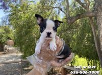 Boston Terrier Puppies for sale in Whittier, CA, USA. price: NA