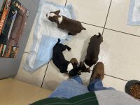 Boston Terrier Puppies for sale in Hialeah, FL, USA. price: NA