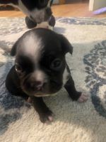 Boston Terrier Puppies for sale in Cleveland, GA 30528, USA. price: NA