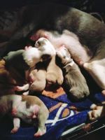 Boston Terrier Puppies for sale in 189 Crook Rd, Fort Valley, GA 31030, USA. price: NA
