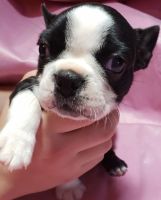 Boston Terrier Puppies for sale in Pleasanton, TX 78064, USA. price: NA