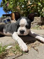 Boston Terrier Puppies for sale in 3495 Mt St Helena Dr, San Jose, CA 95127, USA. price: NA