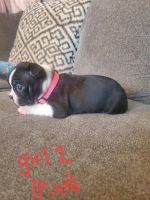 Boston Terrier Puppies for sale in Englewood, CO, USA. price: NA