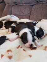 Boston Terrier Puppies for sale in Tennessee City, TN 37055, USA. price: NA