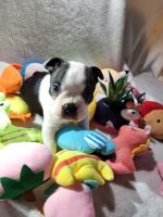 Boston Terrier Puppies for sale in Clinton Twp, MI 48035, USA. price: NA