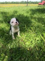 Boston Terrier Puppies for sale in Richmond, IN 47374, USA. price: NA