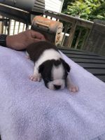 Boston Terrier Puppies for sale in Greenbrier, TN 37073, USA. price: NA