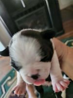Boston Terrier Puppies for sale in Williams, CA 95987, USA. price: NA