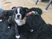 Boston Terrier Puppies for sale in Oklahoma City, OK, USA. price: NA