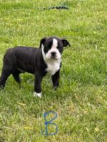 Boston Terrier Puppies for sale in Sackets Harbor, NY 13685, USA. price: NA