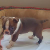 Boston Terrier Puppies for sale in Bronx, NY, USA. price: NA