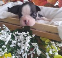 Boston Terrier Puppies for sale in 26311 S 204th St, Queen Creek, AZ 85142, USA. price: NA