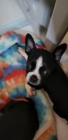 Boston Terrier Puppies for sale in Pampa, TX 79065, USA. price: NA