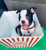 Boston Terrier Puppies for sale in Chicago, IL 60622, USA. price: NA
